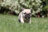 BOULEDOGUE FRANCAIS 610